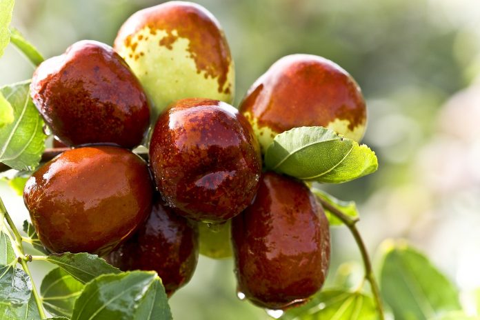 Health Benefits of Dates - The antioxidants present in date seeds help to prevent oxidative damage to the brain, which can lead to impaired cognitive function.