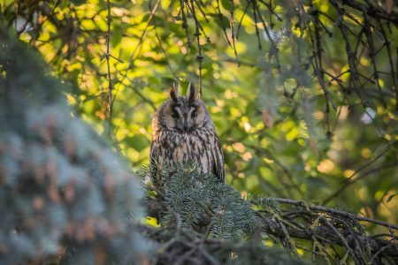 Long-eared Owl Sound