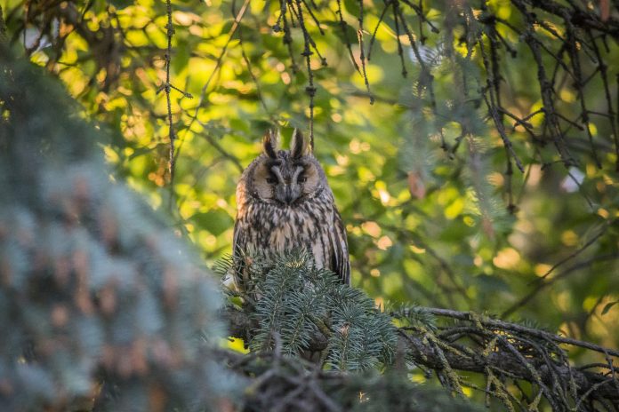Long-eared Owl Sound - Advertising call of male a repeated, soft, muffled (cooing) but quite far-carrying ‘ooh’; sounds rather like air being blown into an empty bottle.