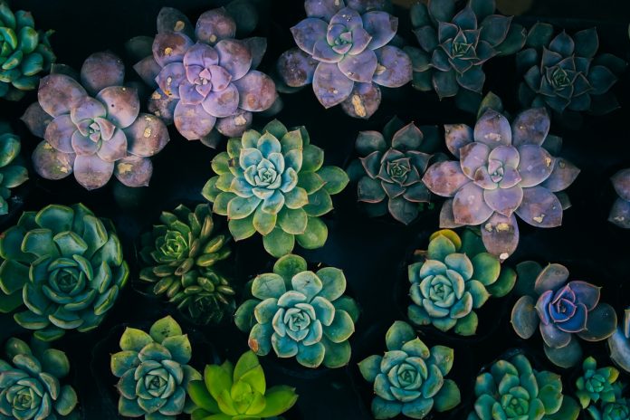 Top Dorm Room Plants and Flowers for College Students - A succulent is a great choice when it comes to choosing a plant for your dorm room. 