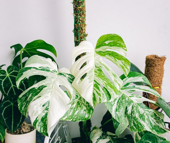 Monstera Albo is a slow-growing plant, and it can take several years to reach its full size.
