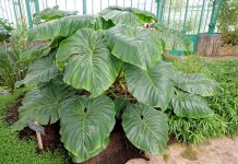 How to Take Care of Philodendron Plants? How to Take Care of Philodendron Plants?