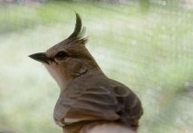 Chiming Wedgebill Call Chiming Wedgebill Call