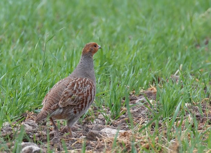 Grey Partridge average size is L 29–31 cm with the wing-span of 45–48 cm with an average weight of a grey partridge is 1.5 oz (45 g)