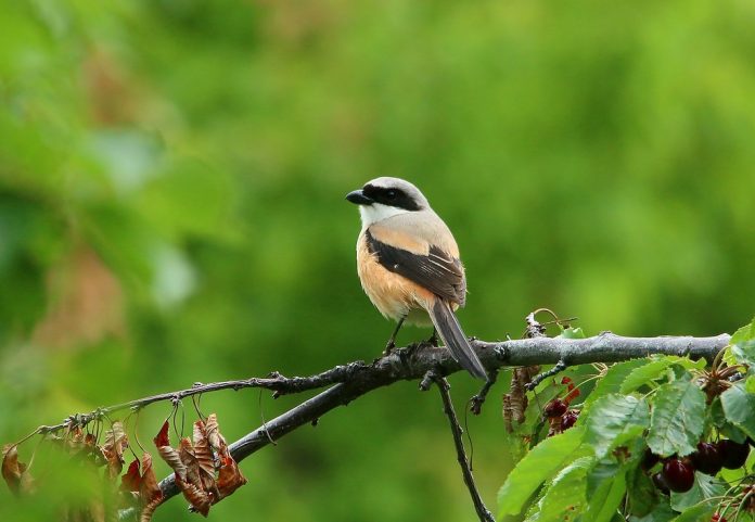 Long-tailed shrike “Lanius schach” is also known as “Rufous-backed Shrike”, which is medium size bird.