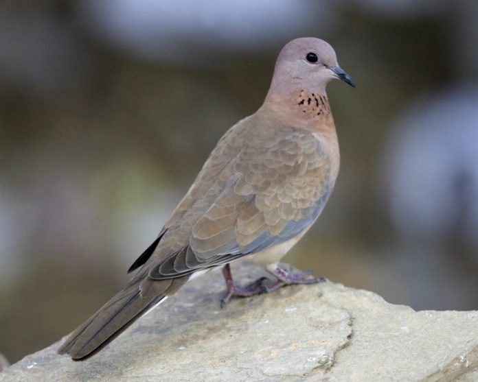 Laughing dove is mainly associated with human habitation, occurring in towns, villages, gardens, orchards, oases, and associated cultivation,