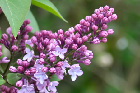 Most lilac is not very graceful; they get tall and leggy, and their leaves are a magnet for mildew in late summer.