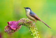 Ashy Prinia Call Ashy Prinia call is very loud, cheerful, wheezy jimmy-jimmy-jimmy. The Ashy Prinia sounds include a sharp, nasal tee-tee-tee and a cracking kit kit kit.