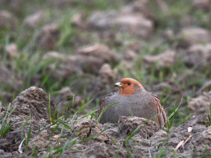 GREY PARTRIDGE are most widespread partridge of European region, favoring flat or rolling open country, which it shares with Red-legged Partridge in W Europe.