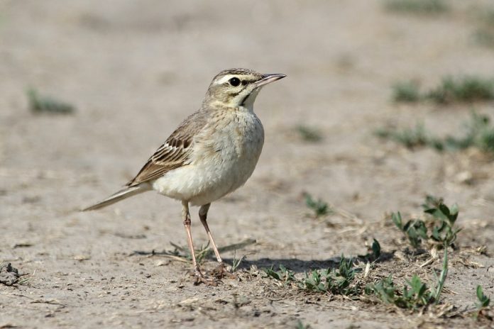 Tawny Pipit