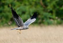 Montagu’s Harrier – Graceful Flight is Characterized by Powerful and Elegant Wingbeats