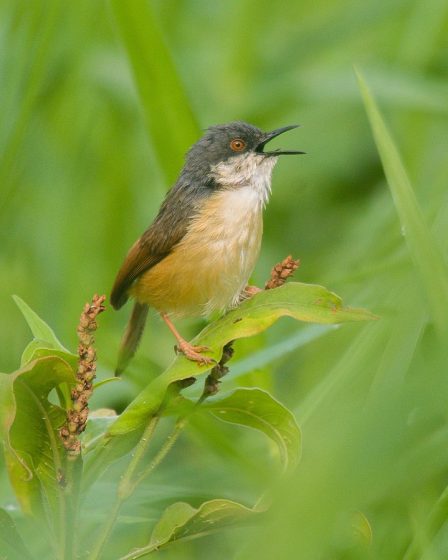 Ashy Prinia sound like "electric sparks" during its fluttery flight, which is thought to be produced by the wings however, many birders suggest that it is made by the beak.
