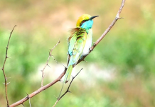 Blue-cheeked Bee-eater Call When birders hear the Blue cheeked bee eater call they know summer is in full swing.