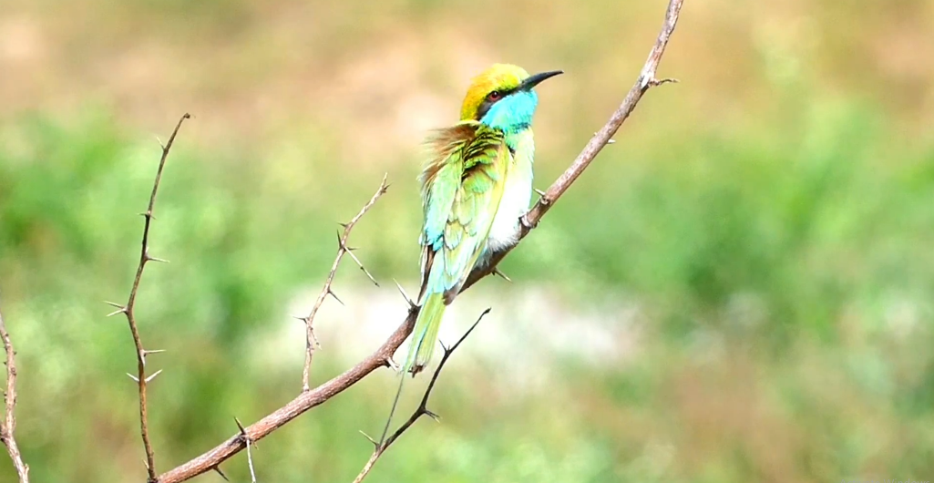 When birders hear the Blue cheeked bee eater call they know summer is in full swing.