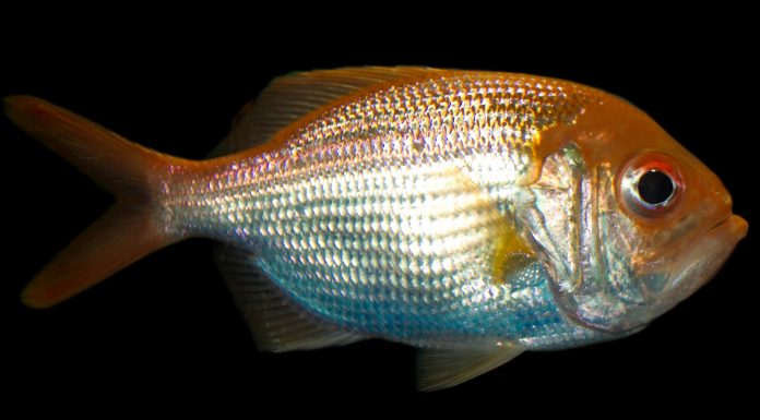 Is Redfish Good to Eat? Is Redfish Good to Eat? What do you think whether redfish is good to eat or not. Many people think that redfish is only good for bait.