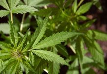 Is Using Delta-8 Pocket-friendly? Is Using Delta-8 Pocket-friendly?