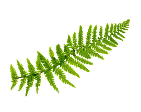 Ferns “Many Genera” give a better softening effect to an indoor environment that makes good houseplants.