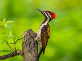 The black-rumped flameback call and sounds is a tapping or booming noises while female vocalizations tend more toward whinnying laughter than actual speech.