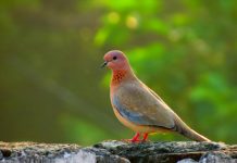 Laughing Dove (Streptopelia senegalensis) Laughing dove (Streptopelia senegalensis) is also called Palm Dove that is 25–27 cm in length, with the wingspan of 40–45 cm.