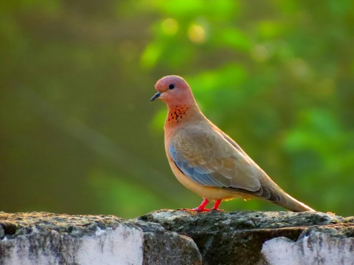 Laughing dove (Streptopelia senegalensis) is also called Palm Dove that is 25–27 cm in length, with the wingspan of 40–45 cm. 