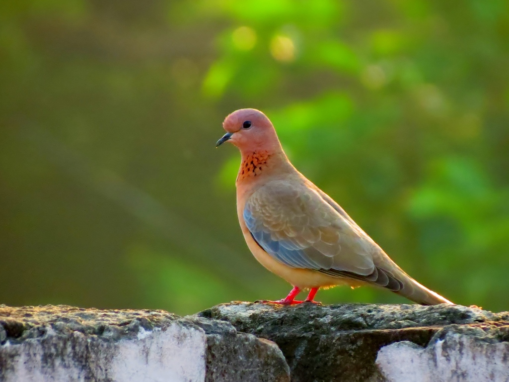 Laughing dove (Streptopelia senegalensis) is also called Palm Dove that is 25–27 cm in length, with the wingspan of 40–45 cm.
