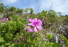 The Pelargonium (geranium) Pelargonium is annual, tender perennial zones 9–1. The part of the plant used: Z fresh 3 fresh, dried with the height of approximately 2 ft.