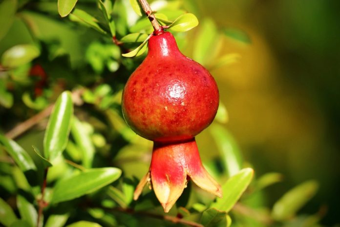 Pomegranate - A Powerful Antioxidant