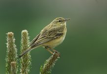 What’s So Special About the Tawny Pipit? Tawny Pipit