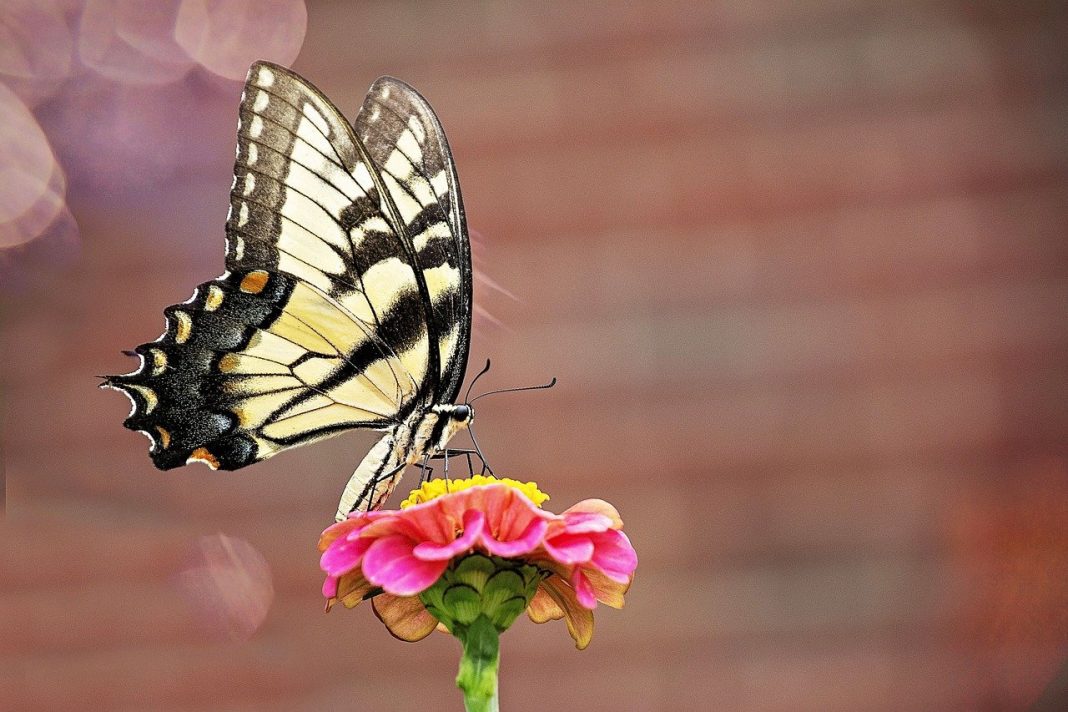 The Western Swallowtail has two summer generations, with the second generation emerging in the fall. The second generation migrates to Mexico and Central America when winter approaches.