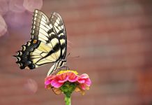 Western Swallowtail Butterfly – Who Knew a Butterfly Could Be So Colorful? The Western Swallowtail has two summer generations, with the second generation emerging in the fall. The second generation migrates to Mexico and Central America when winter approaches.