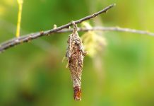 The Bagworm Moth Caterpillar builds Log House like Cocoon
