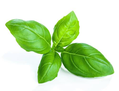 How to Grow Basil Herbs?