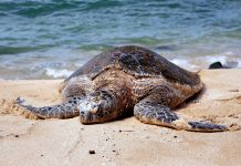 Leatherback Turtle – Most Dangerous and Endangered Species on Earth