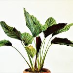 Health Benefits of Indoor Plants - How Greenery Can Improve Your Health and Well-Being