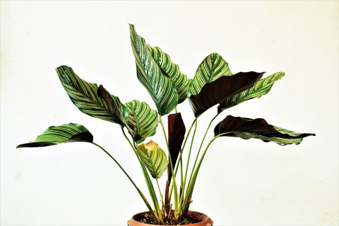 Health Benefits of Indoor Plants - If you have children or pets, choose a plant that is non-toxic and pet-friendly. Some good options include aloe vera, English ivy, and peace lily.