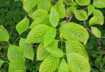 Kratom as a Medicine Kratom as a medicine has many health advantages, including controlling chronic pain inflammation and improving overall health and well-being.