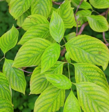 Kratom as a Medicine Kratom as a medicine has many health advantages, including controlling chronic pain inflammation and improving overall health and well-being.