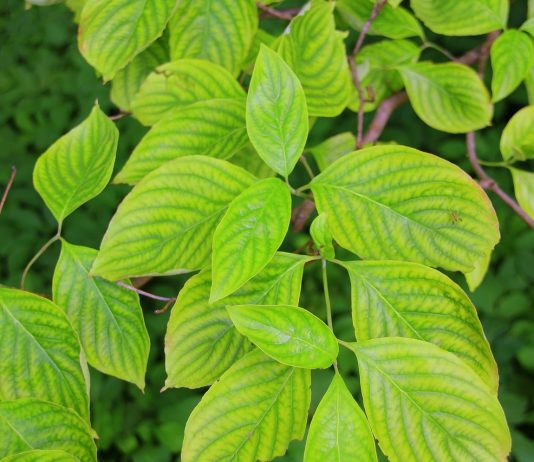 Kratom as a Medicine Kratom as a medicine has many health advantages, including controlling chronic pain inflammation and improving overall health and well-being.