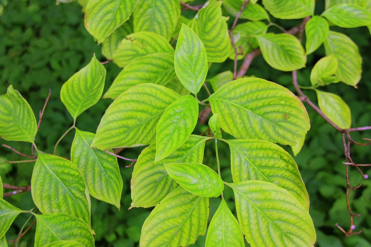 Kratom as a medicine has many health advantages, including controlling chronic pain inflammation and improving overall health and well-being.