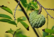 The Sweet and Nutritious Benefits of Sugar Apple The Sugar Apple is also known as the Sweetsop, is a tropical fruit that is enjoyed by people all around the world.