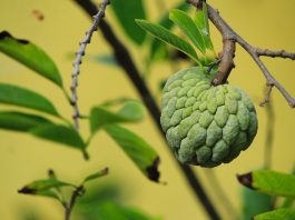 The Sugar Apple is also known as the Sweetsop, is a tropical fruit that is enjoyed by people all around the world.