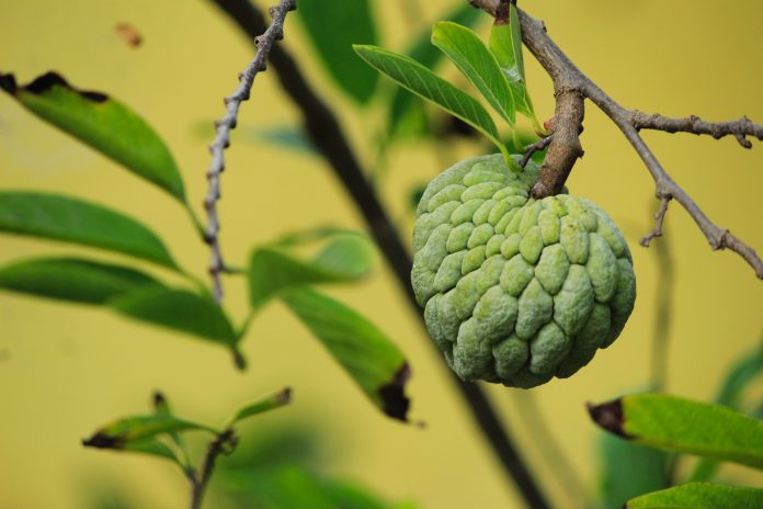 Benefits of Sugar Apple: The sugar apple, also known as the sweetsop, is a tropical fruit that is enjoyed by people all around the world.