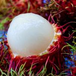 Health Benefits Rambutan Fruit