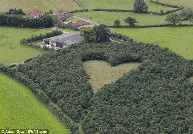 Within months of her death, he marked out the massive heart shape with a large hedge next to his farmhouse.