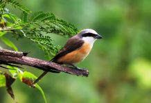 Long-tailed shrike – What kind of a bird is this? Long-tailed shrike is an Asian vagrant (breeds Central and South Asia “Kazakhstan to New Guinea”) southwards and eastwards).