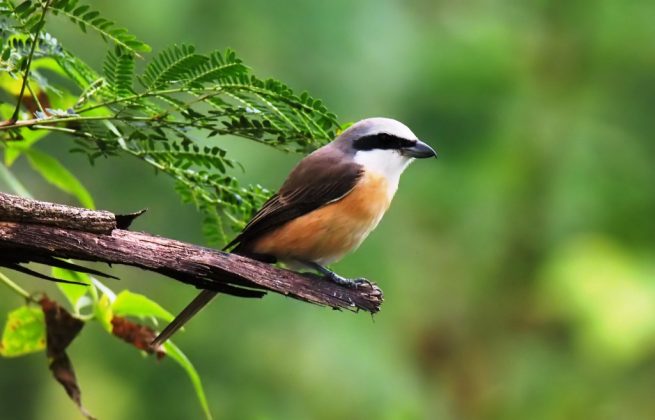 Long-tailed shrike - What kind of a bird is this?