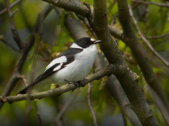 Collared Flycatcher is known to interbreed occasionally with European Pied in the zone of overlap;