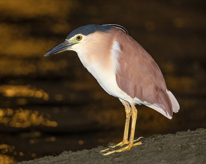 Rufous Night Heron call is guttural croak; rasps, buzzes, and clacks at the nest.