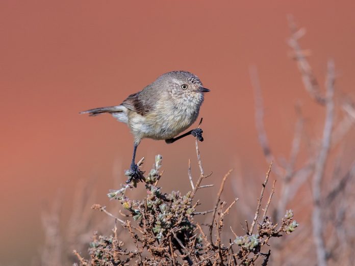 The size of the Slender-billed thornbill is about 90-100 mm in length.