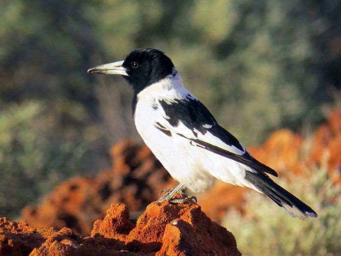 The sustained fluted piping of the Pied Butcherbird (Cracticus nigrogularis) is one of the purest sounds uttered by any Australian bird.